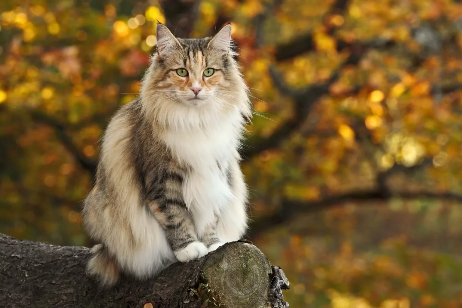 norwegische waldkatze