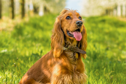 cocker spaniel