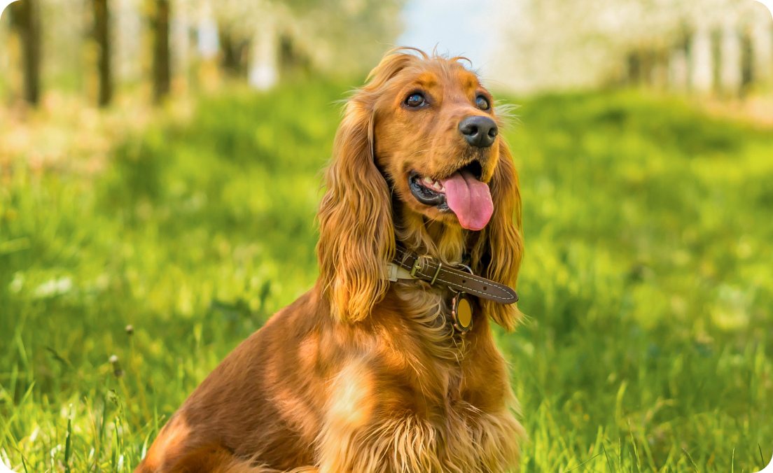 cocker spaniel